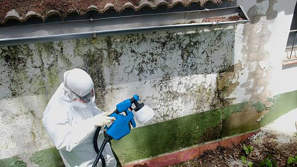 Top rated local Black Mold Remediation specialists in Mill Hall, PA